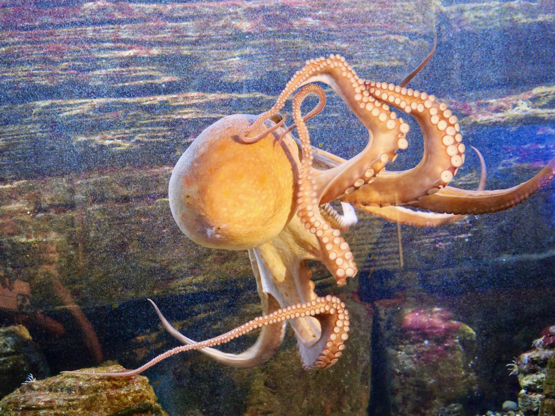 octopus oniria