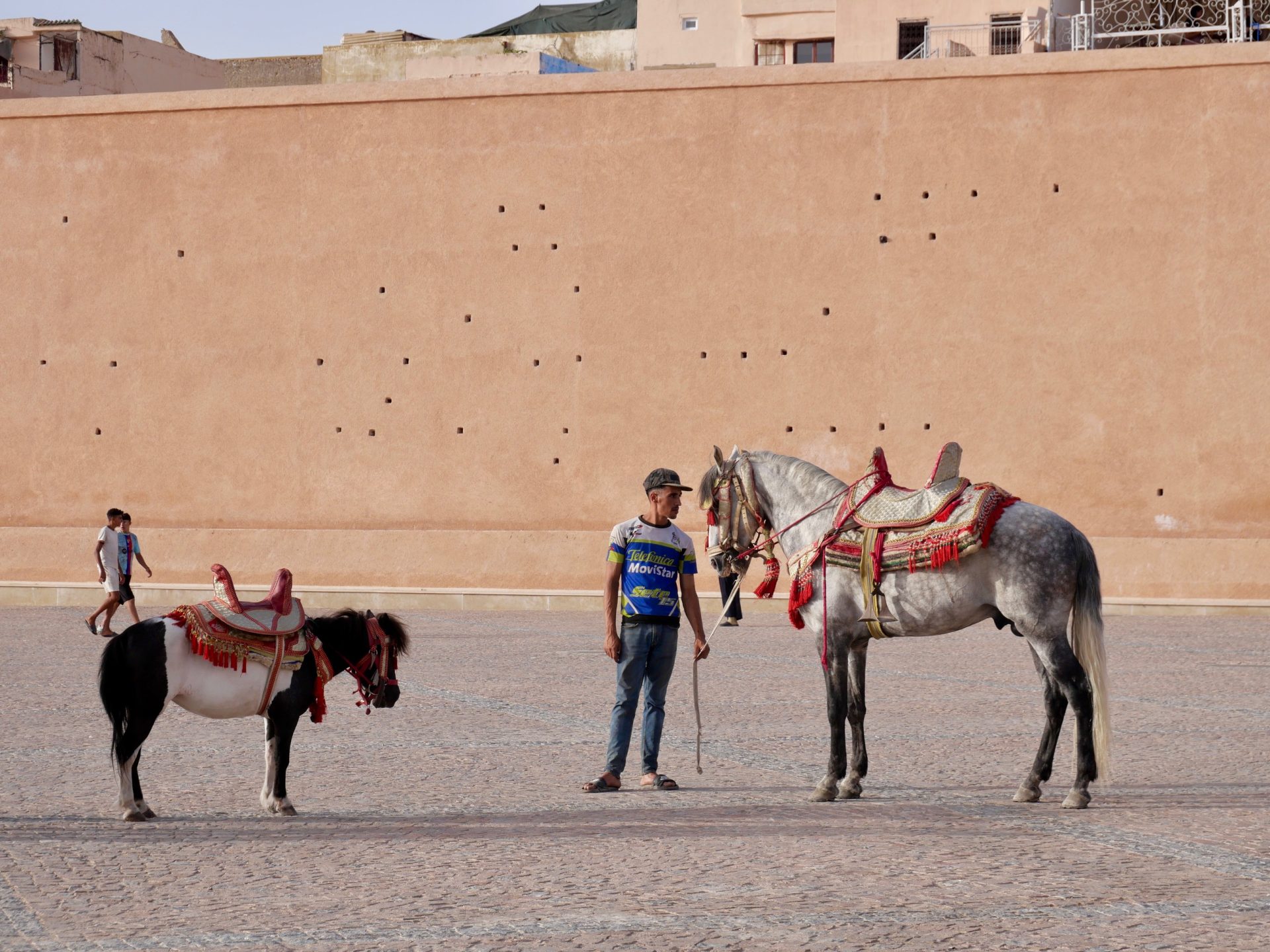 paarden meknes