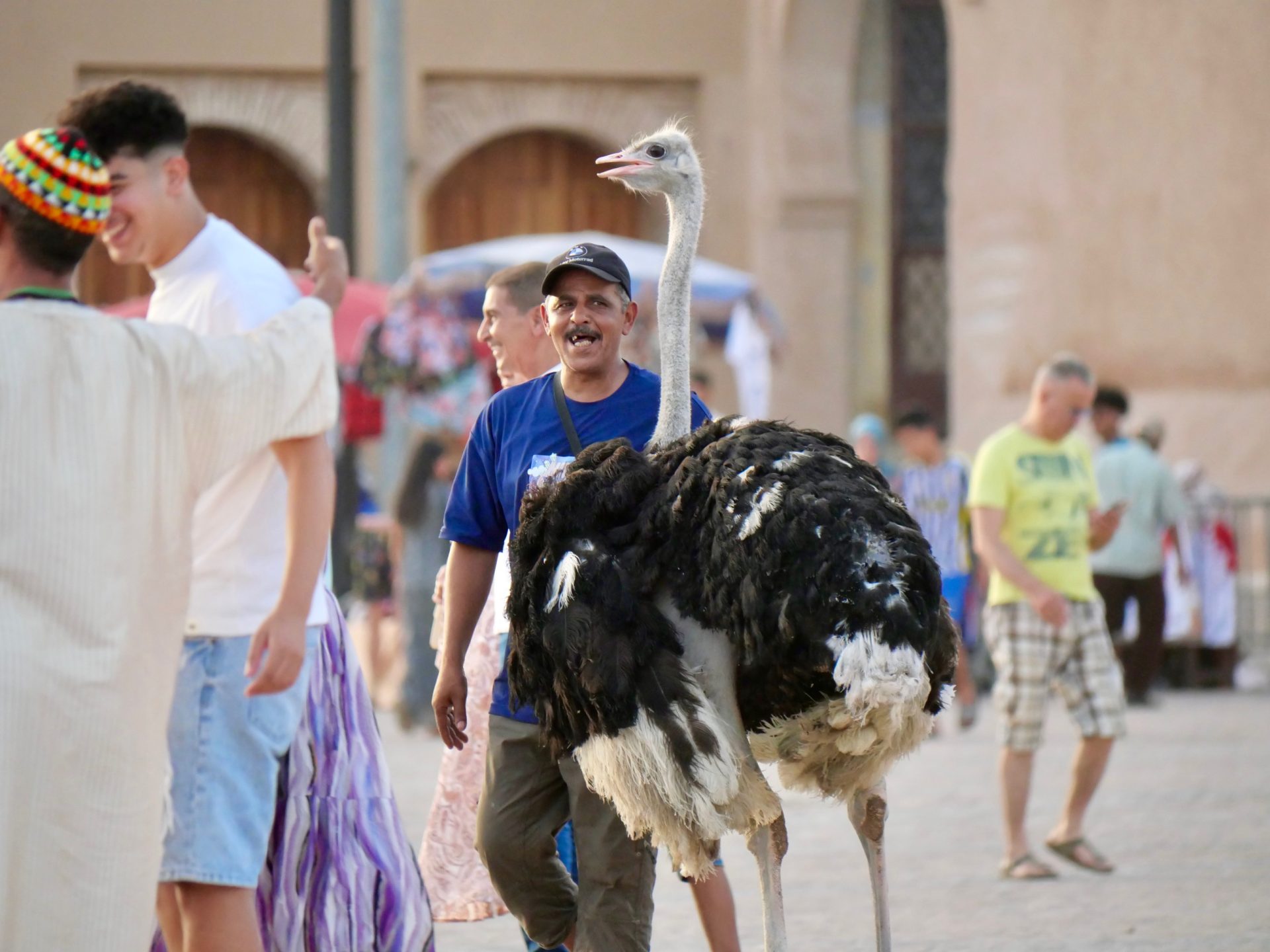 struisvogel el hedim plein