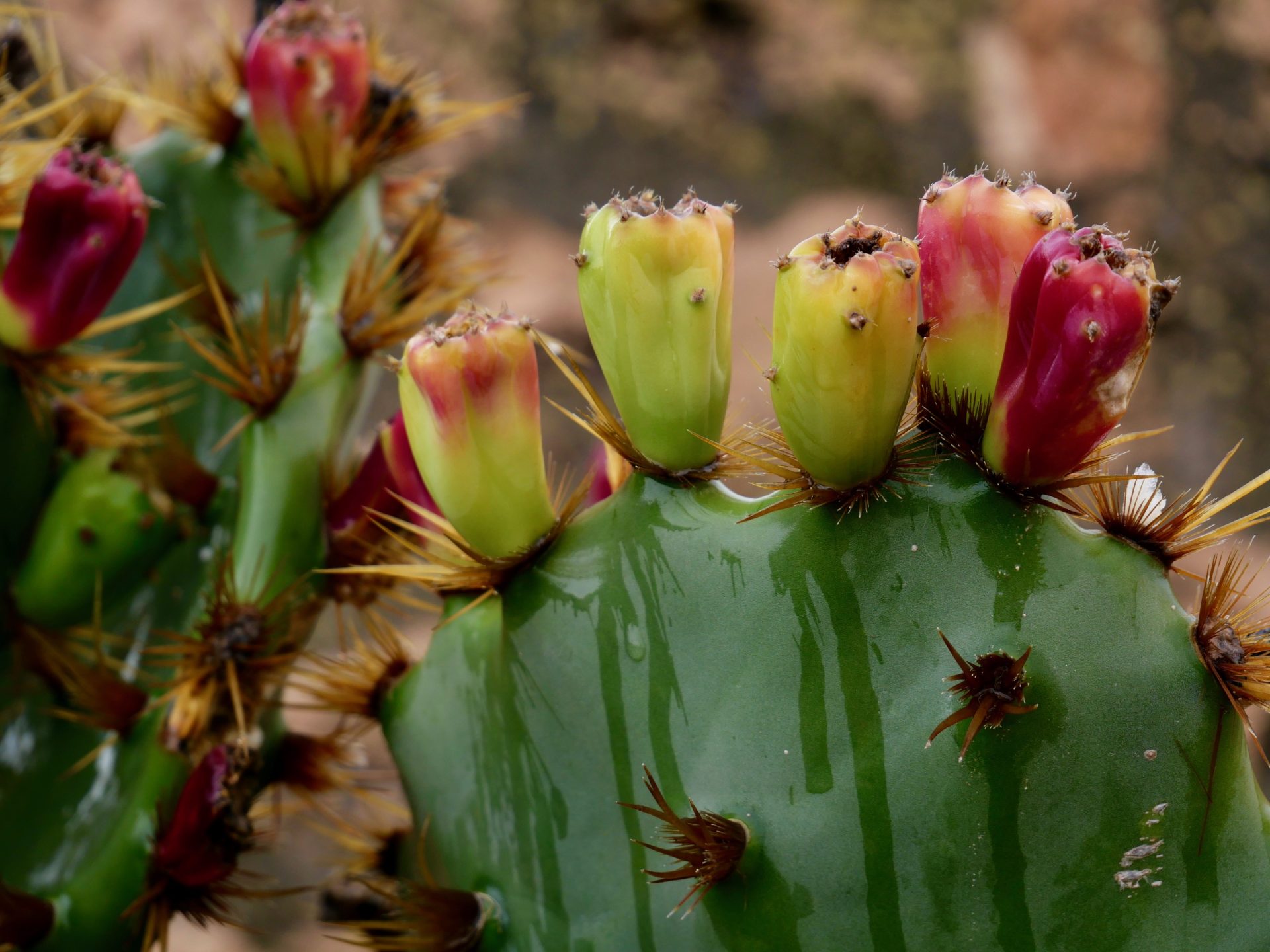 cactus in bloei mallorca