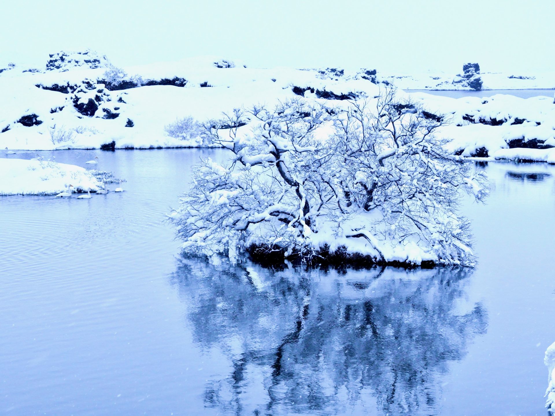 Mývatn in de winter