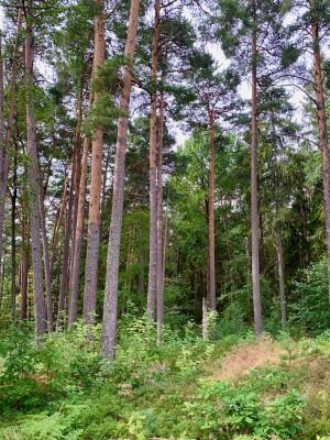 Mariebergsskogen, het groene hart van Karlstad